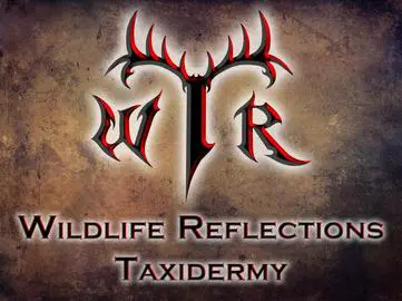 Wildlife Reflections Taxidermy